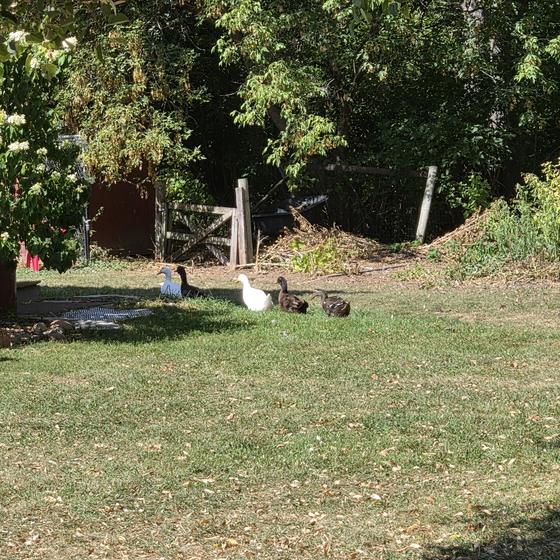Ducks and geese crossing the sanctuary garden
