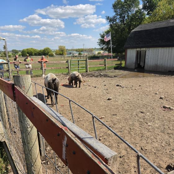 The pig yard and white barn under a blue sky
