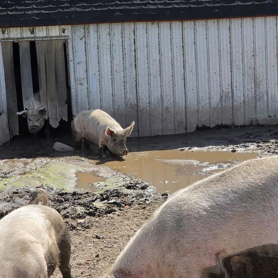 Pigs wandering near the barn and a muddy wallow
