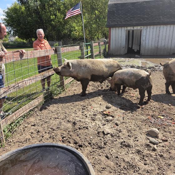 Visitors watching pigs from the fence line