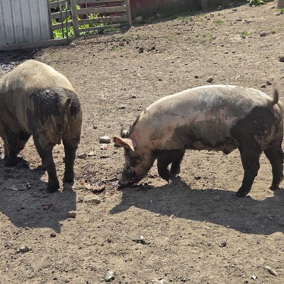 Two pigs rooting in the dirt