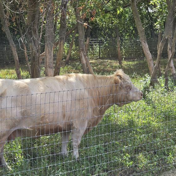 A cream colored cow standing in the shade of the trees