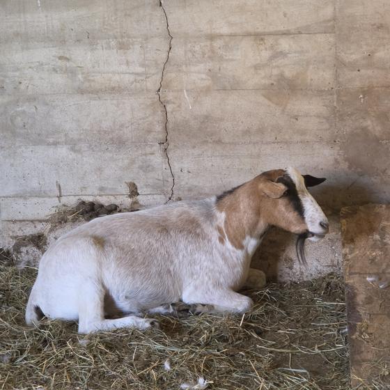 A tan and white goat resting on straw