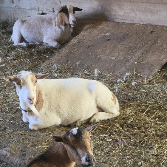 Three goats resting on straw in the barn