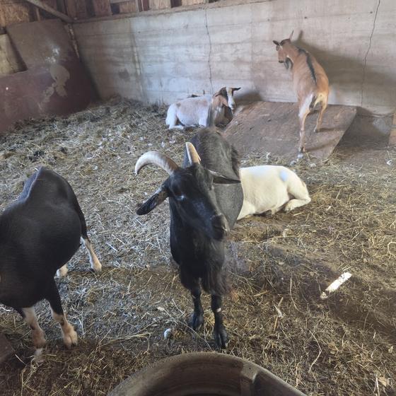 Goats exploring their barn stall