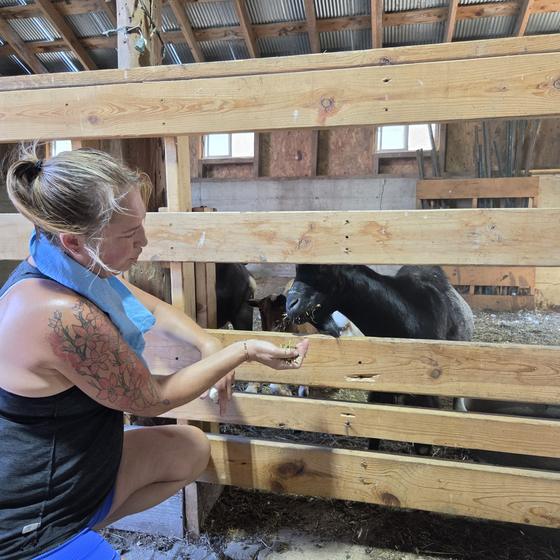 A visitor offering a handful of feed to a goat