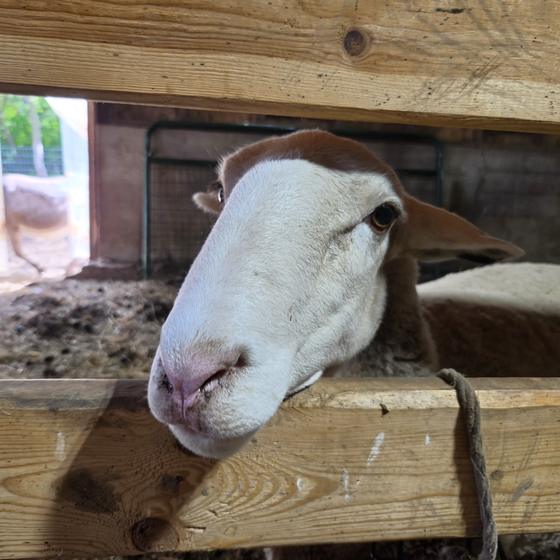 A sheep poking its nose through the fence