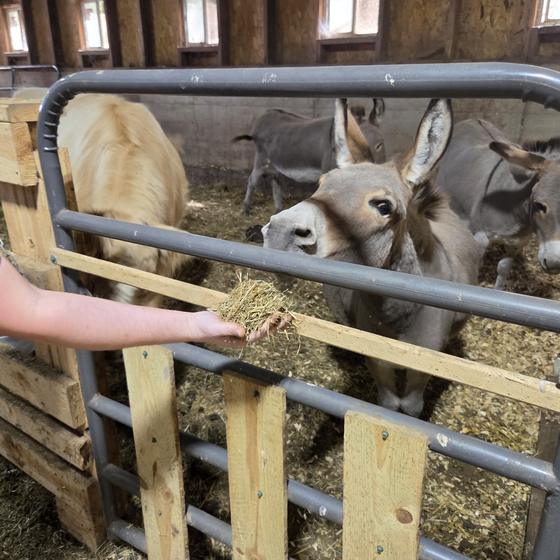 A hand offering hay to a miniature donkey