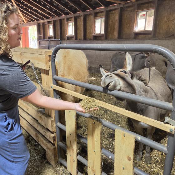 A Harvest Pack team member feeding hay to the donkeys