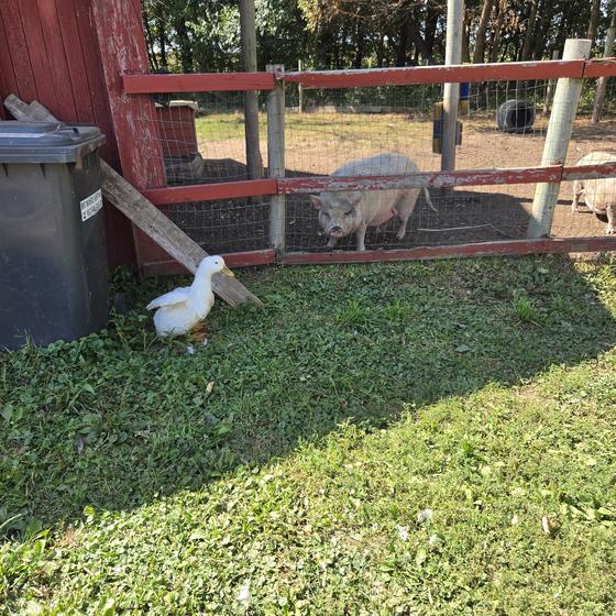 A white duck walking past the pig pen