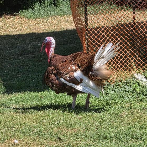 A turkey showing off its feathers on the lawn