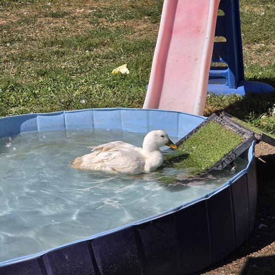A white duck floating in a kiddie pool with a little slide