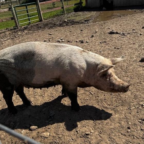 A pig walking across its yard