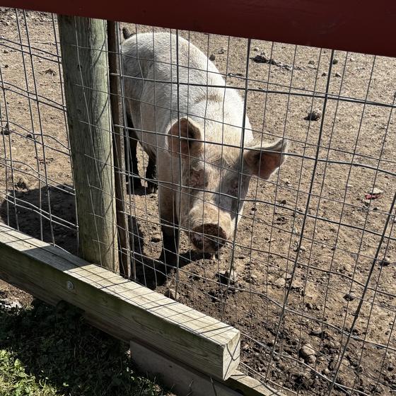 A pink pig looking out through the fence
