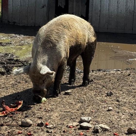 A pig snacking on watermelon rinds