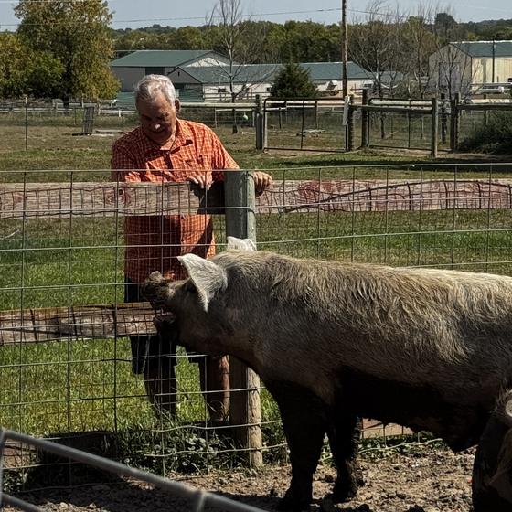 Visitors at the fence watching two pigs