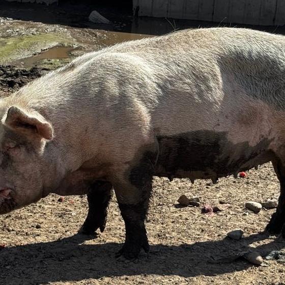 A large pig in profile, mid snack