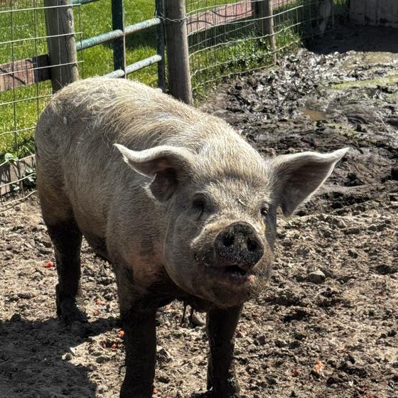 A pig with floppy ears looking straight at the camera