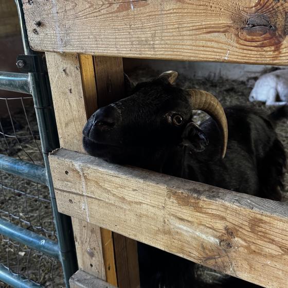 A black goat with curled horns peeking out of its stall