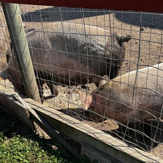 Pigs lining up at the trough