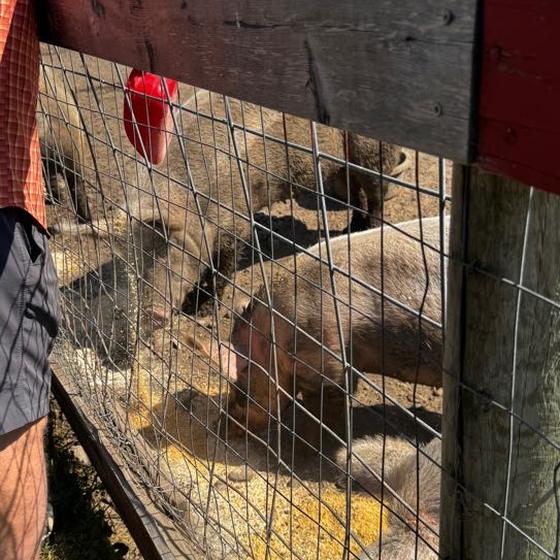 Pigs gathering as food is poured into their trough