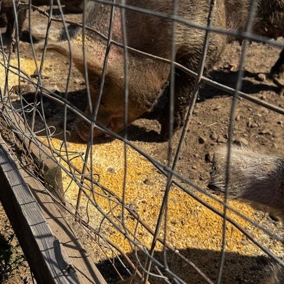 Pigs eating donated ingredients at the trough