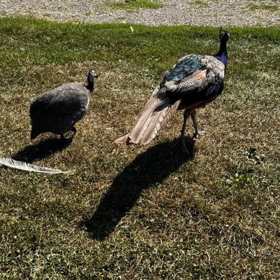 A peacock and a guinea fowl walking across the grass