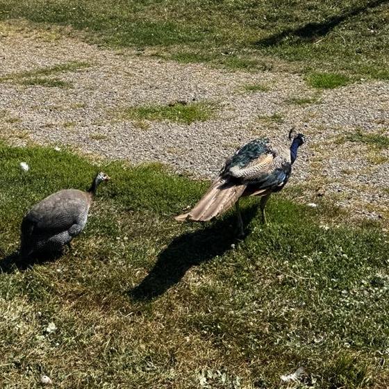 A peacock and a guinea fowl on the sanctuary path