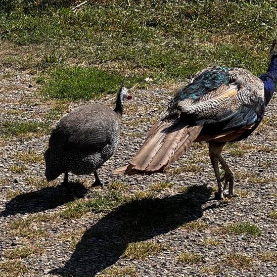 A peacock and a guinea fowl strolling on the gravel