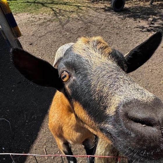 A goat stretching its nose toward the camera